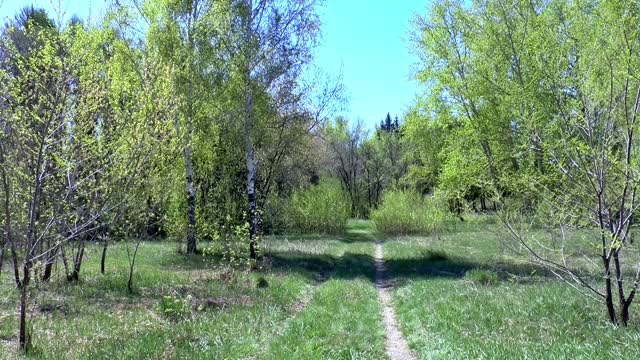 Spring forest in the forest