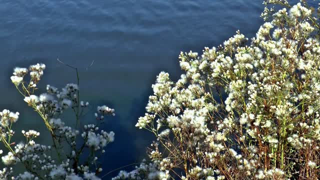 Spring lake fluff