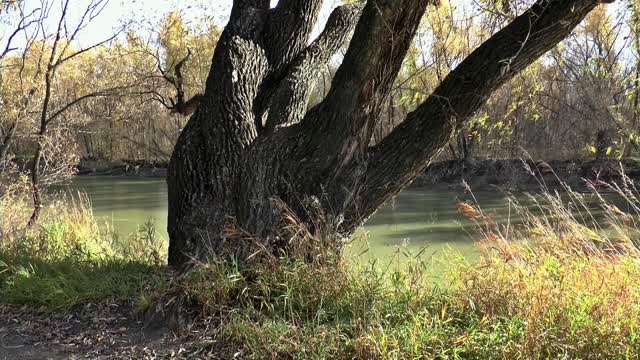 Spring autumn trees