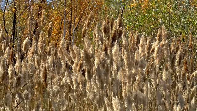 Autumn reeds wind