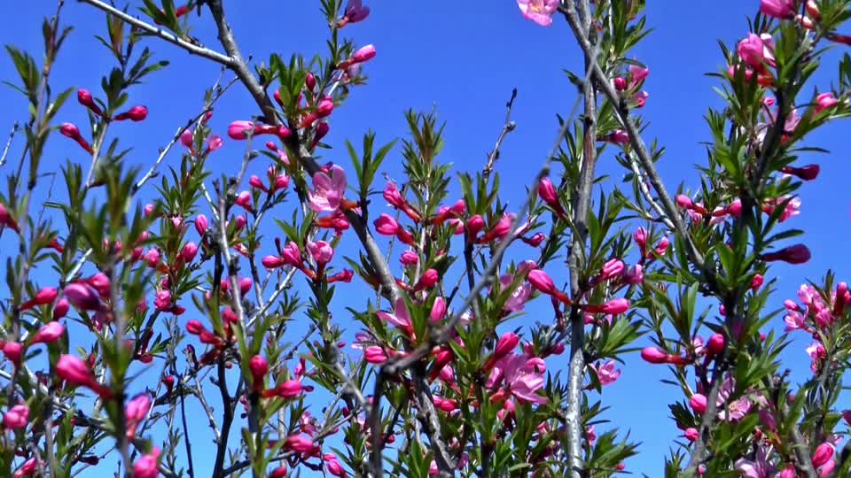 Spring bloom barberry