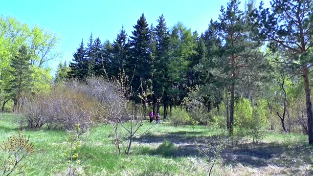 Spring forest stroll