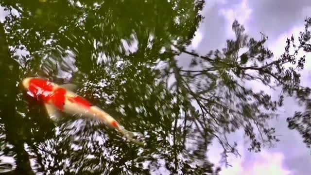 Fish reflection water