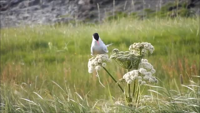 Gull bird animal