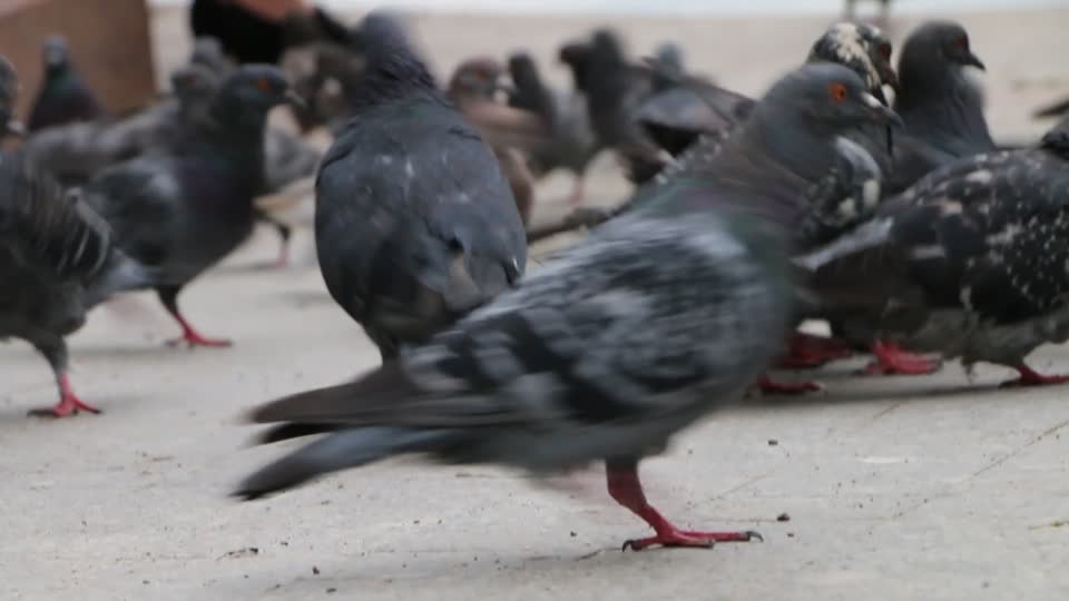 Pigeons feeding the park