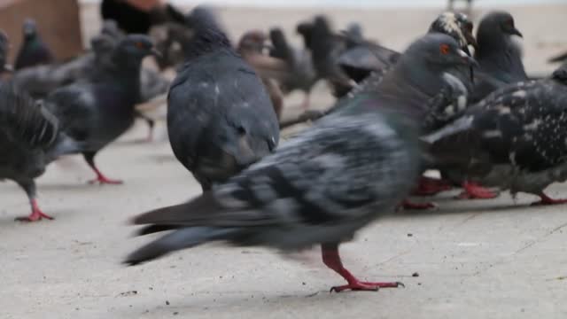 Pigeons feeding the park