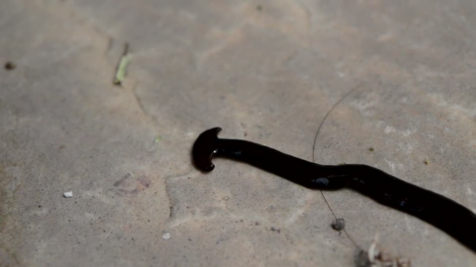 Bipalium hammerhead worm