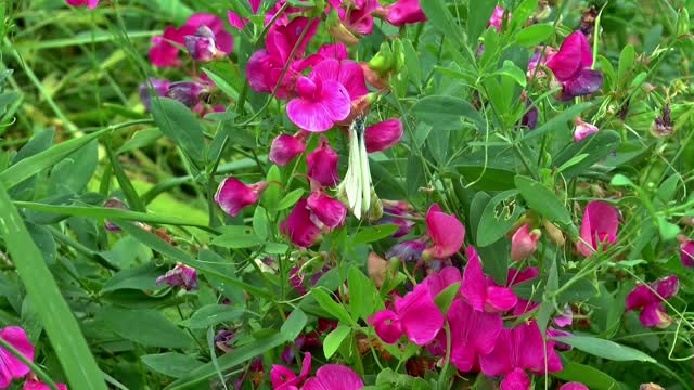 Meadow flowers summer bright