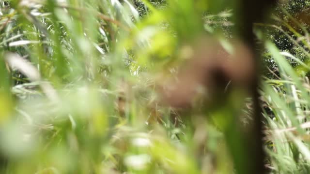 Forest plant bush