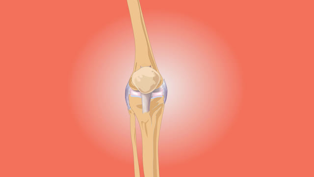Knee anatomy pain
