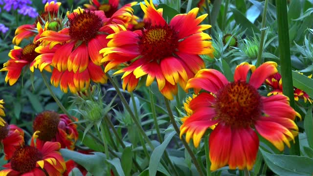 Flowers gaillardia garden flowers