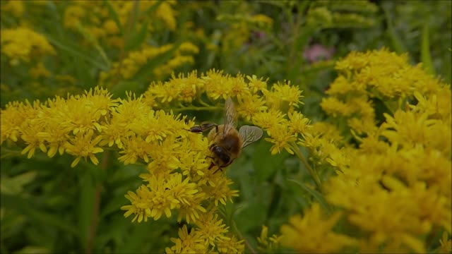Bumblebee garden nature