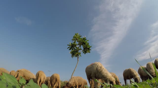 Sheep animal farm