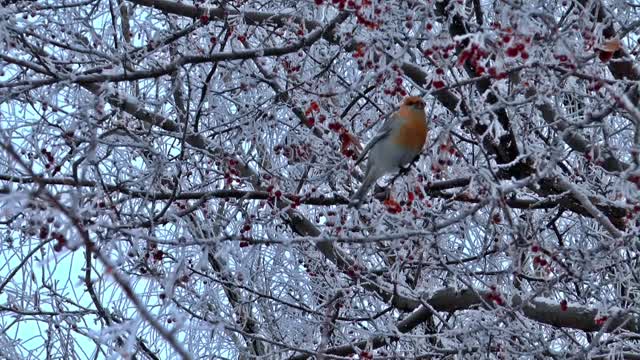 Bird waxwing winter