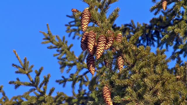 Bumps spruce brown