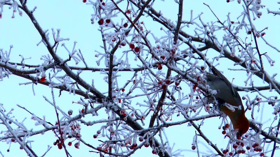 Bird waxwing winter