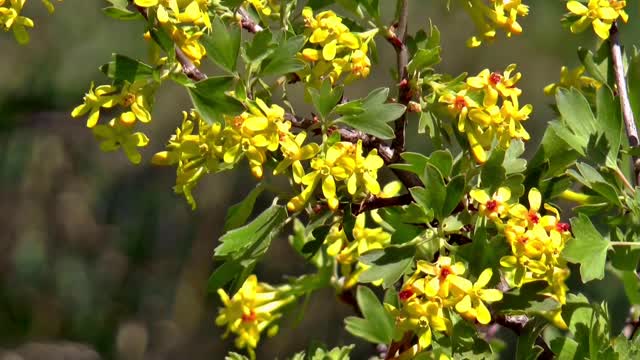 Acacia bush bloom
