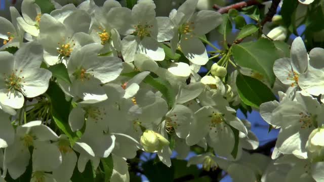 Apple tree bloom natur