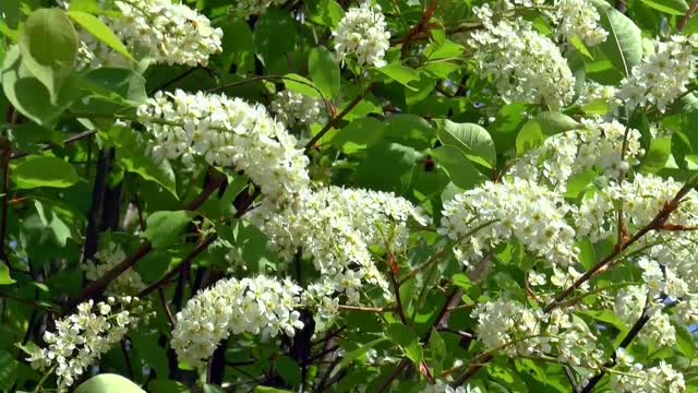 Bird cherry summer bush