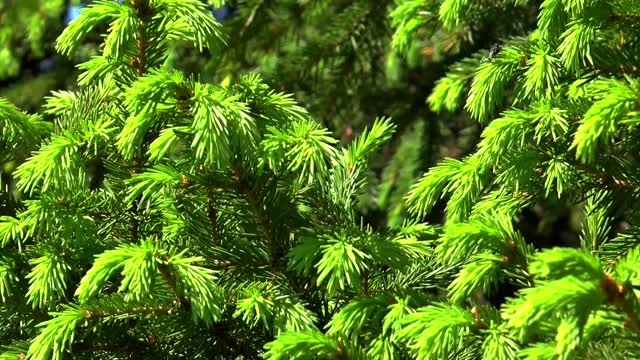 Spruce background tree