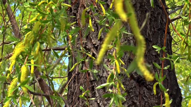 Tree trunk bark