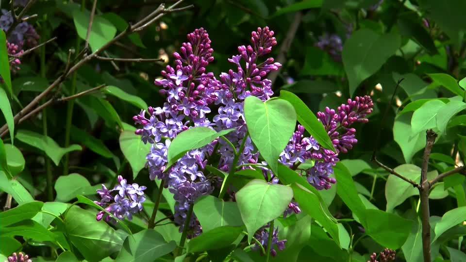 Bush flowers lilac