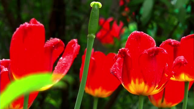Flowers tulips macro photography