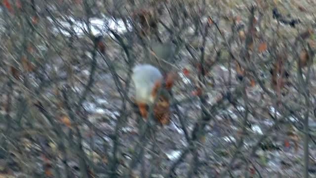 Squirrel nut animals