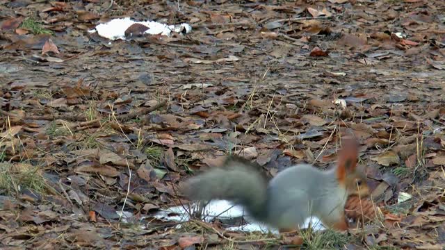 Squirrel nut animals
