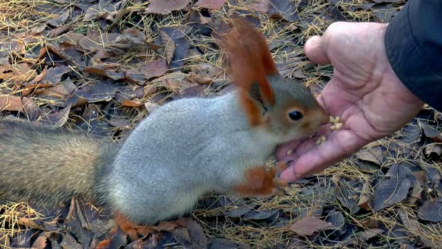 Siberia squirrel feeding