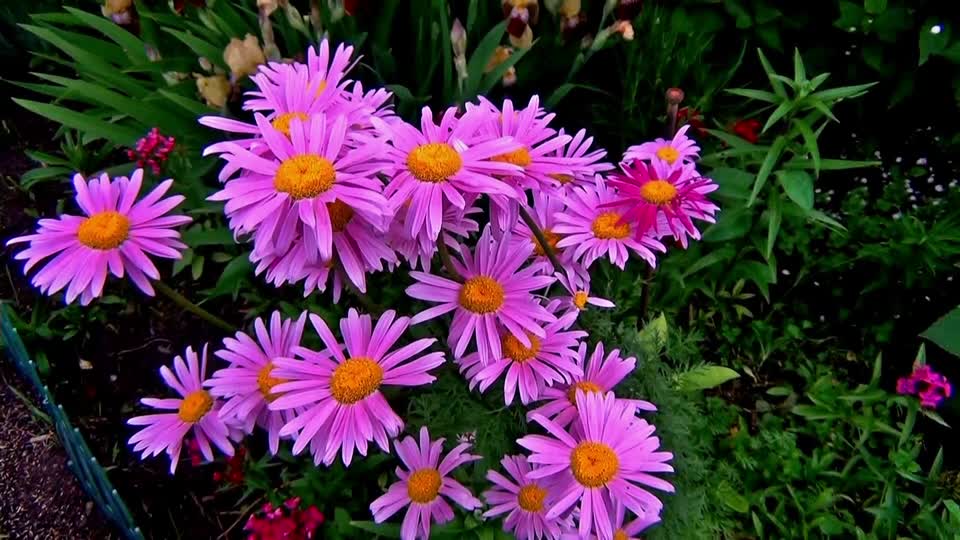 Chamomile flowers purple
