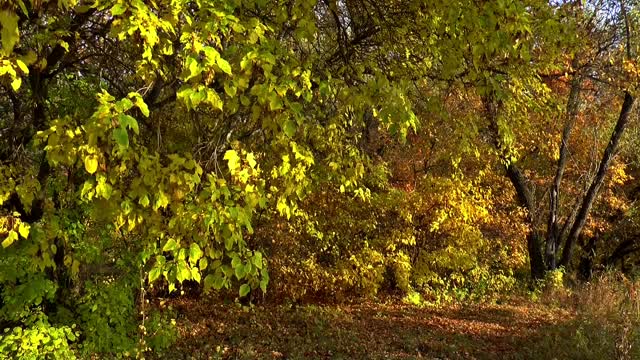 Autumn glade day