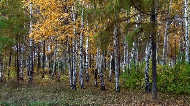 Autumn birch day