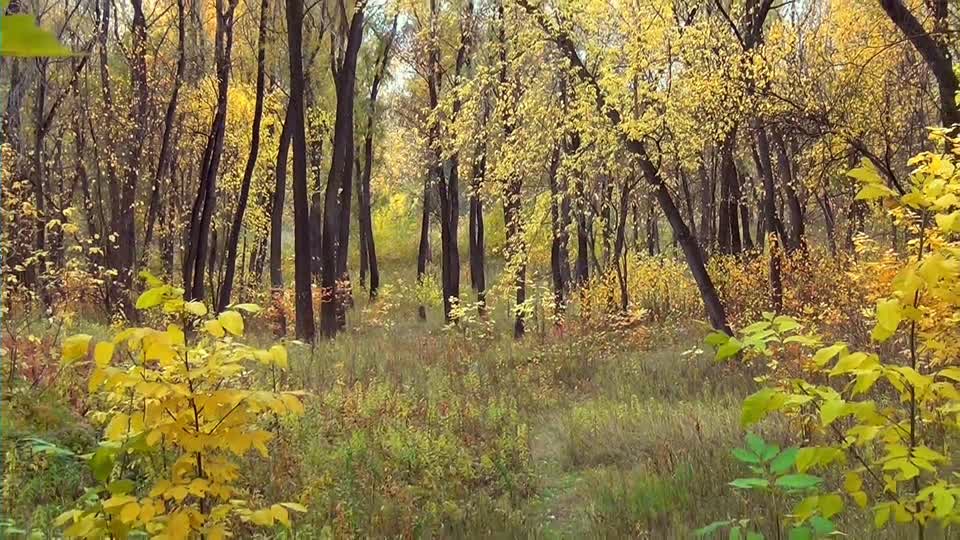 Autumn forest siberia