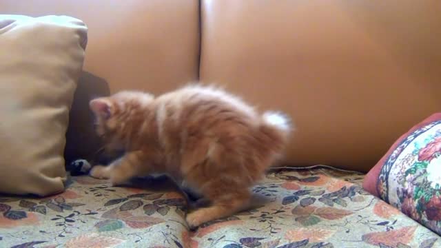 Kitten game pets