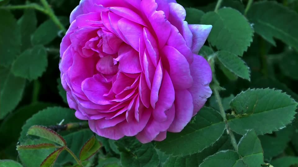 Rose flower tender rose