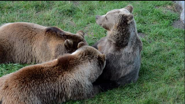 European brown bear suckle young animals