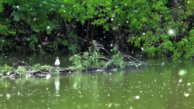Seagull river summer