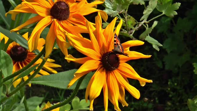 Butterfly flowers summer