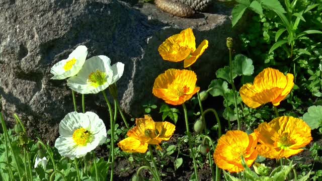 Flowers summer poppies