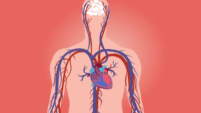 Cardiology heart atrial