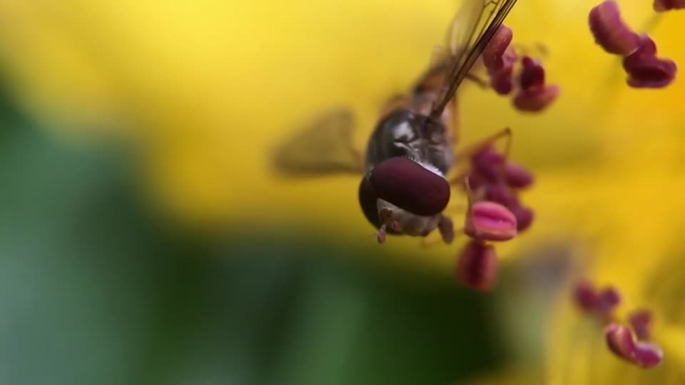 Hover fly insect blossom