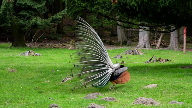 Blue peacock balz spring crown