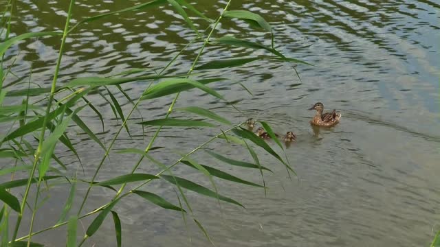 Ducklings lake reeds