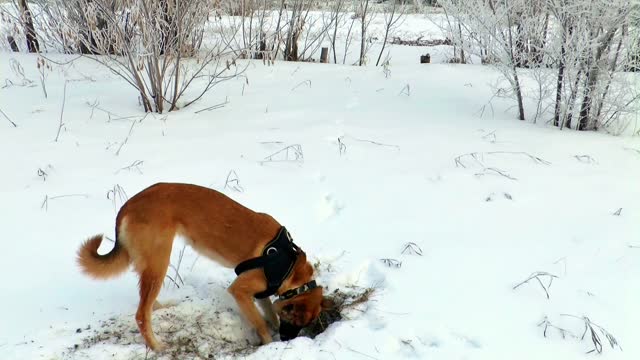 Winter dogs hunting