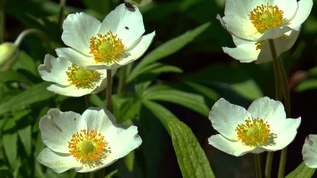 Flower meadow summer
