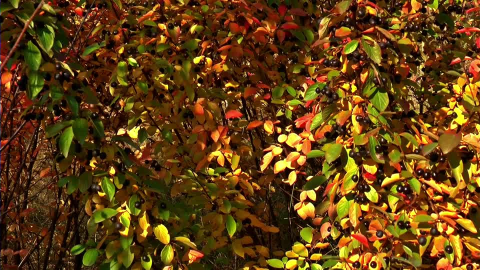 Golden autumn sun leaves