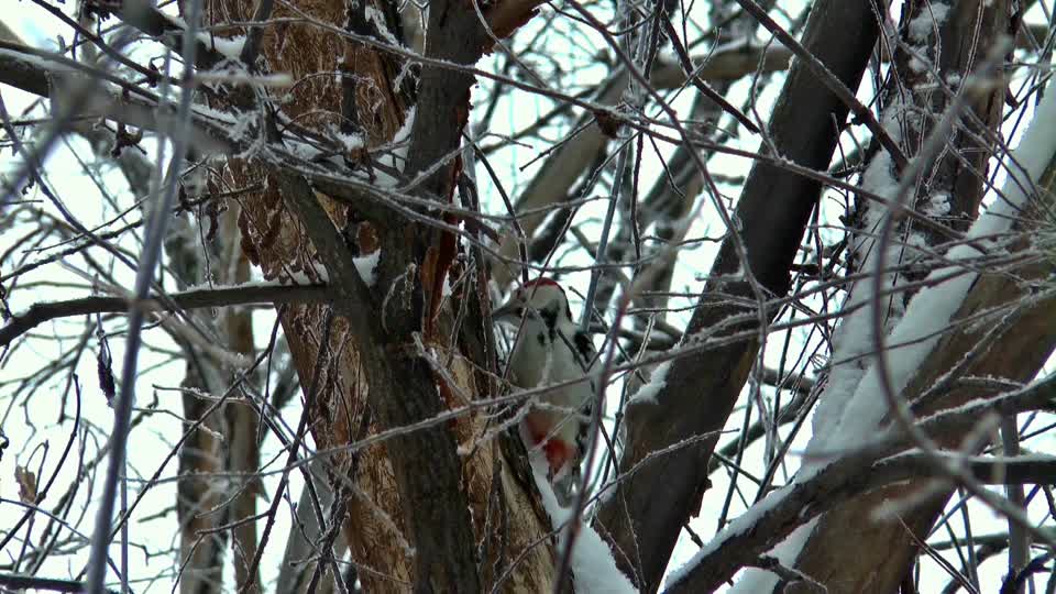 Woodpecker winter siberia