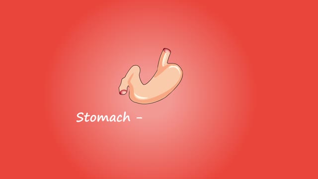 Stomach liver intestine