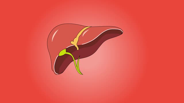 Liver function names